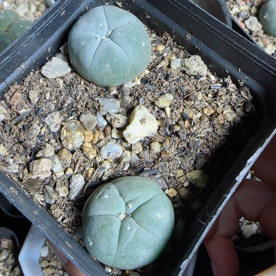 实生草球两颗多肉kk