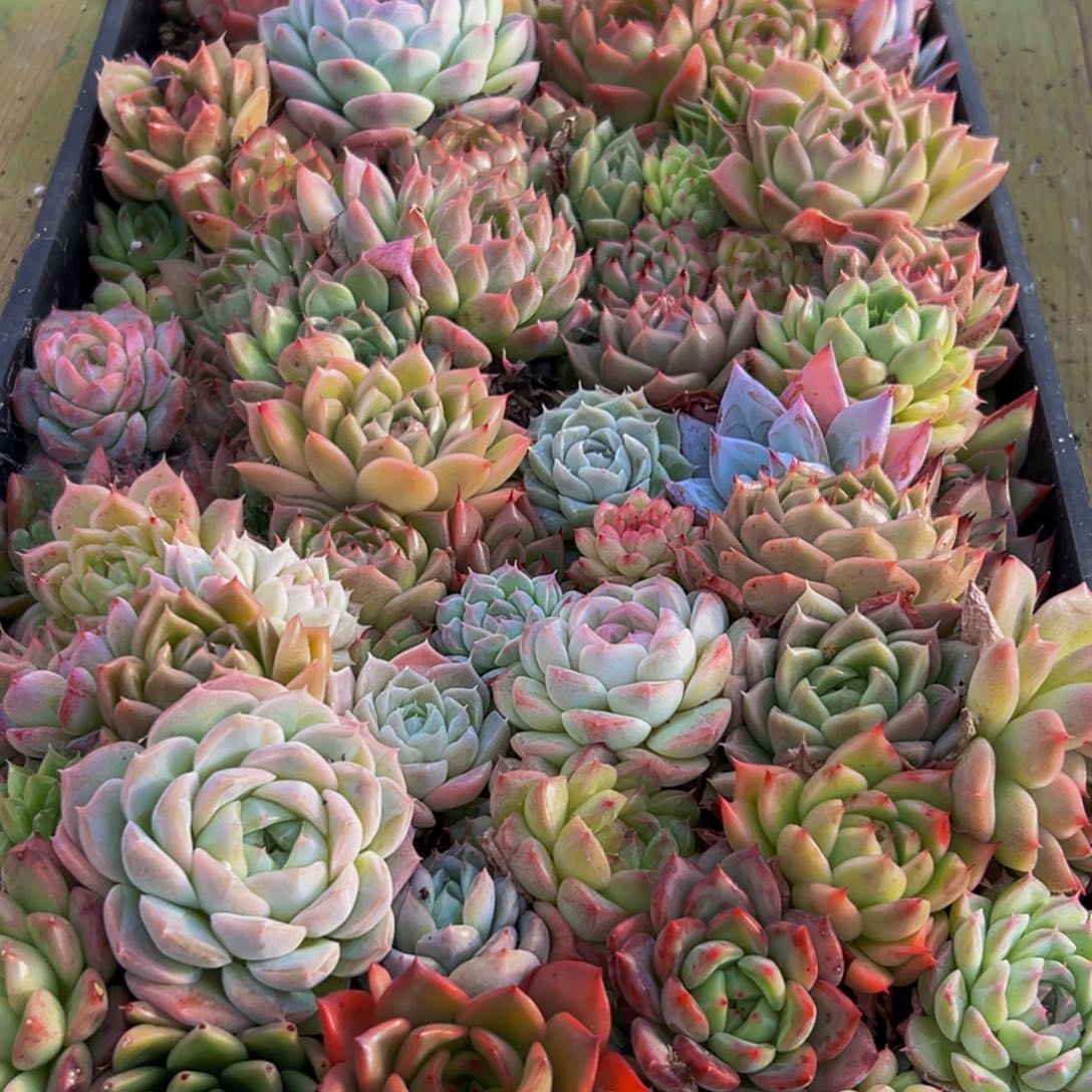 033多肉葡萄的味道是什么味道的