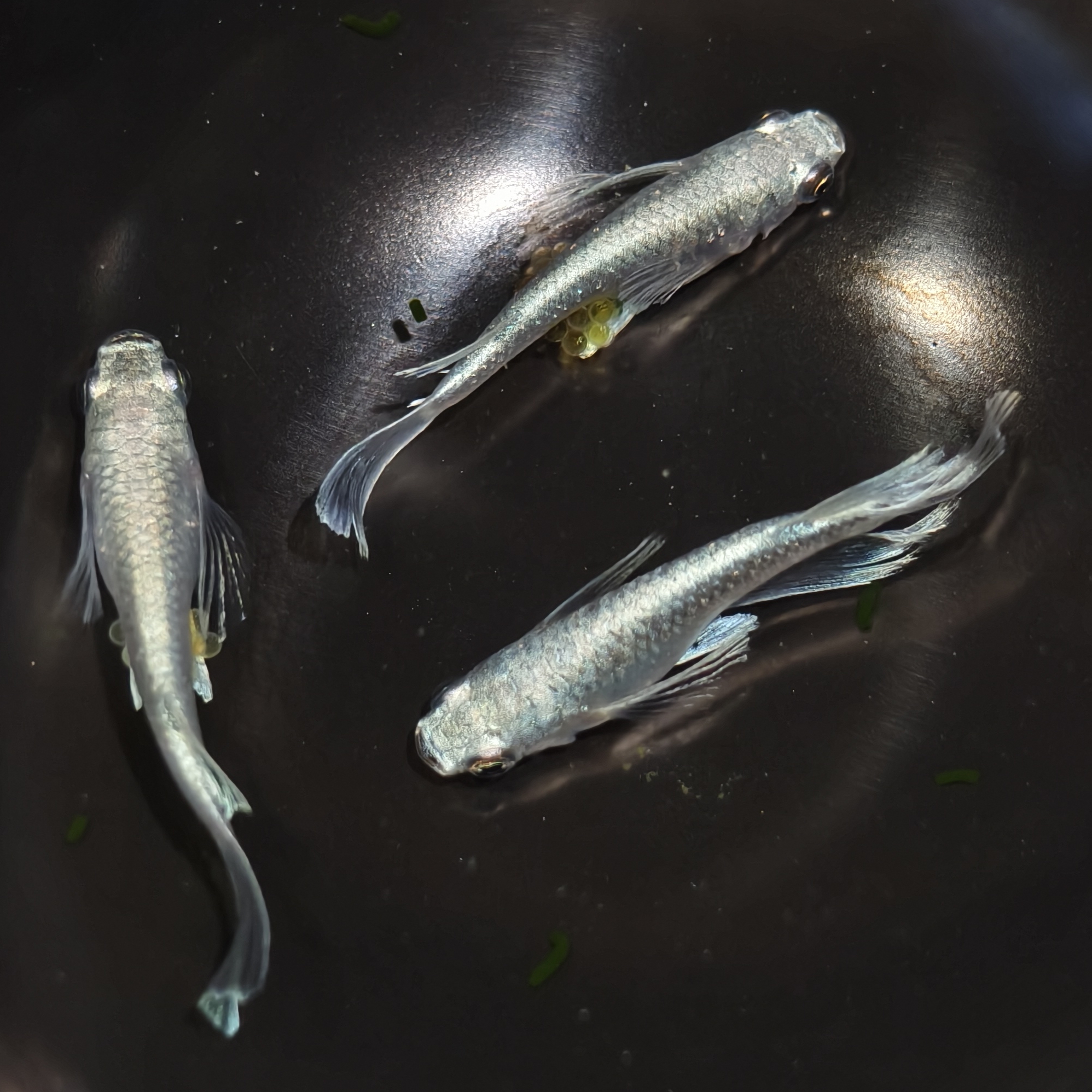 观背青鳉直播间一物一拍对版发货