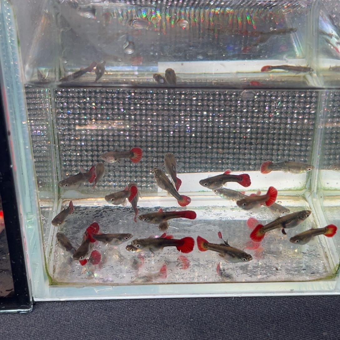 孔雀鱼短版褶扇苗10条【公母随机】