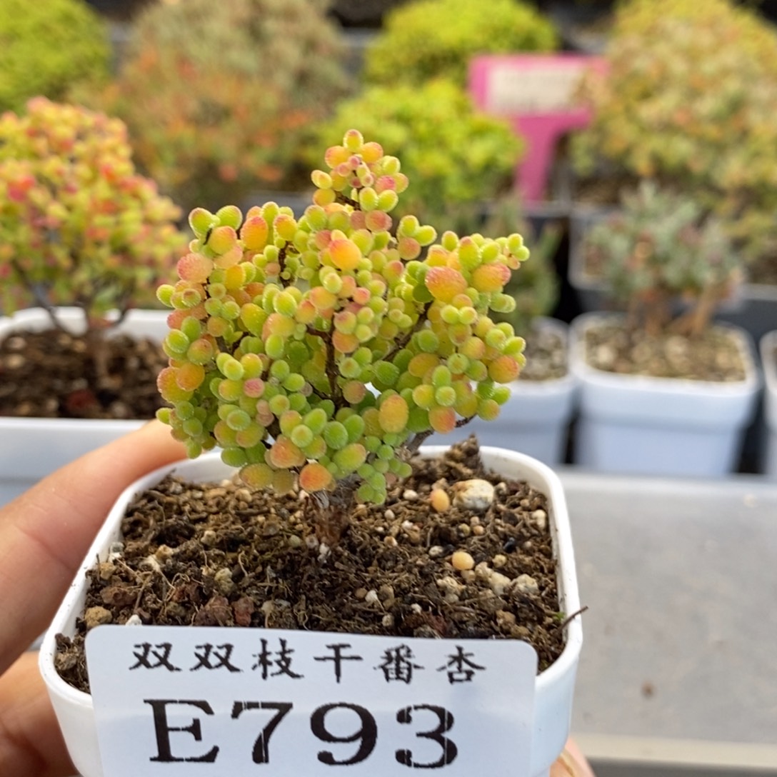 793蜜橘。                    