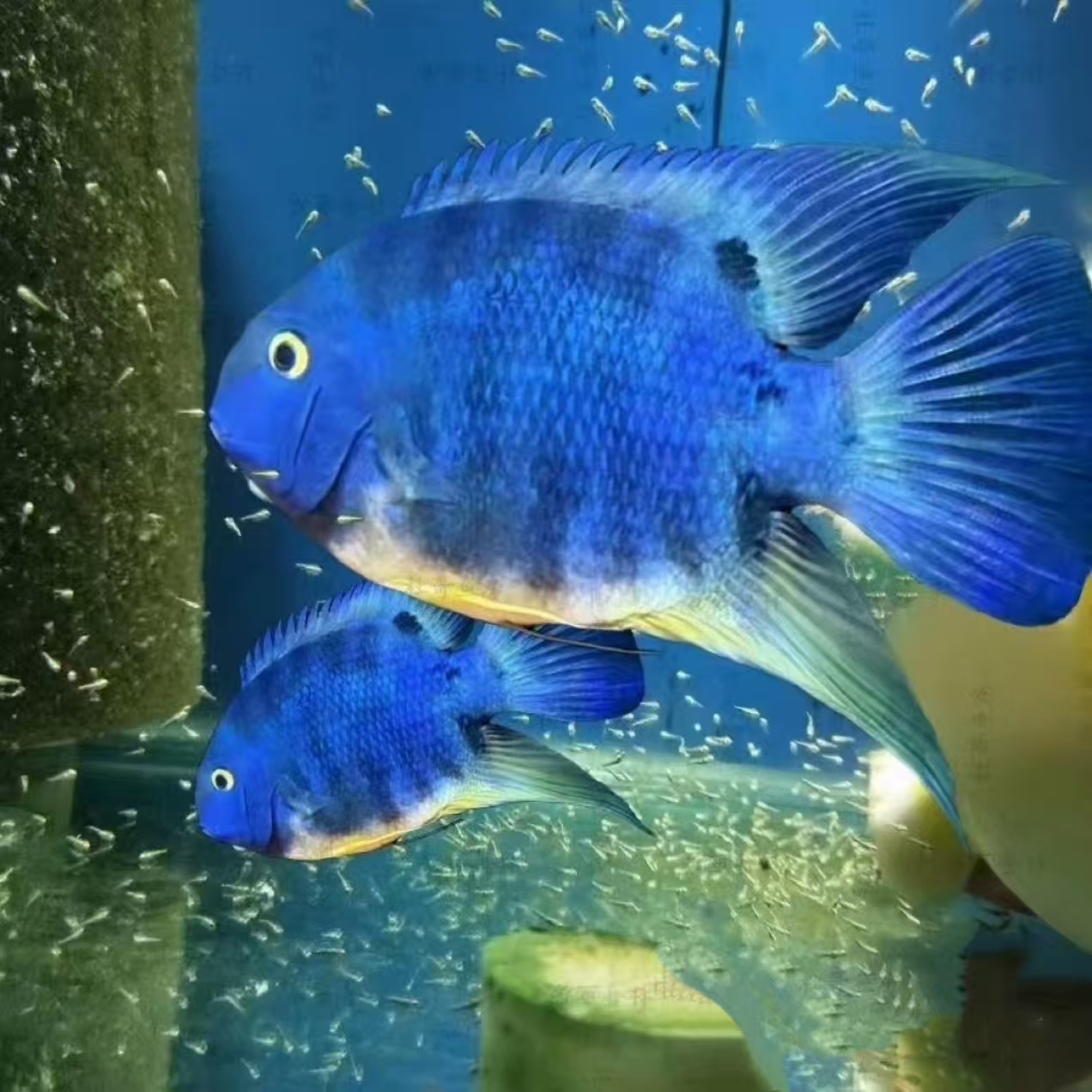 钴蓝菠萝 小型热带南美灯科观赏鱼 菠萝鱼 好看耐活