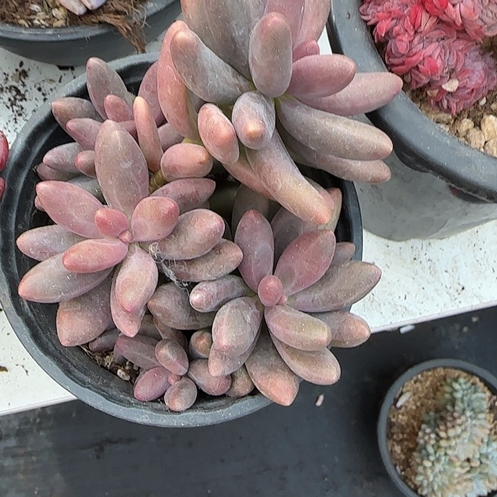 青蛙王子儿童牙膏11