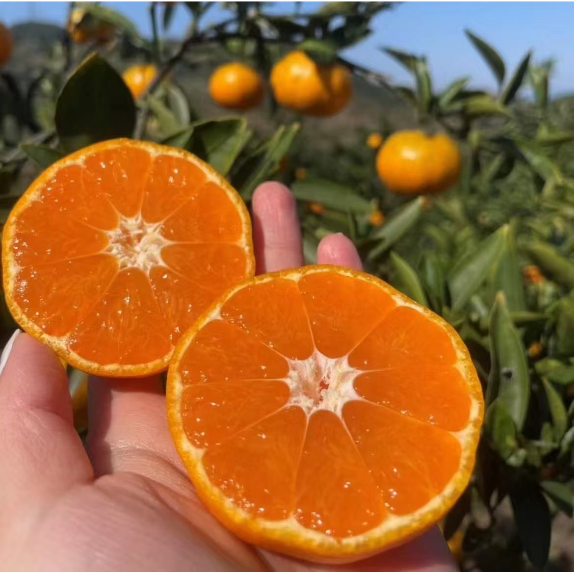 正宗临海高山宫川涌泉蜜桔当季新鲜水果纯甜无酸产地直发皮薄无籽