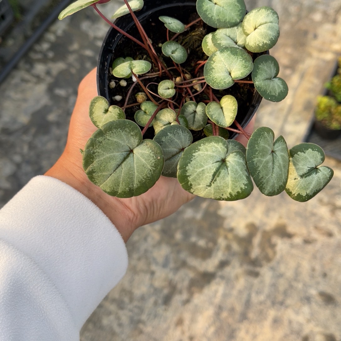 兰***心完全开放盆栽植物