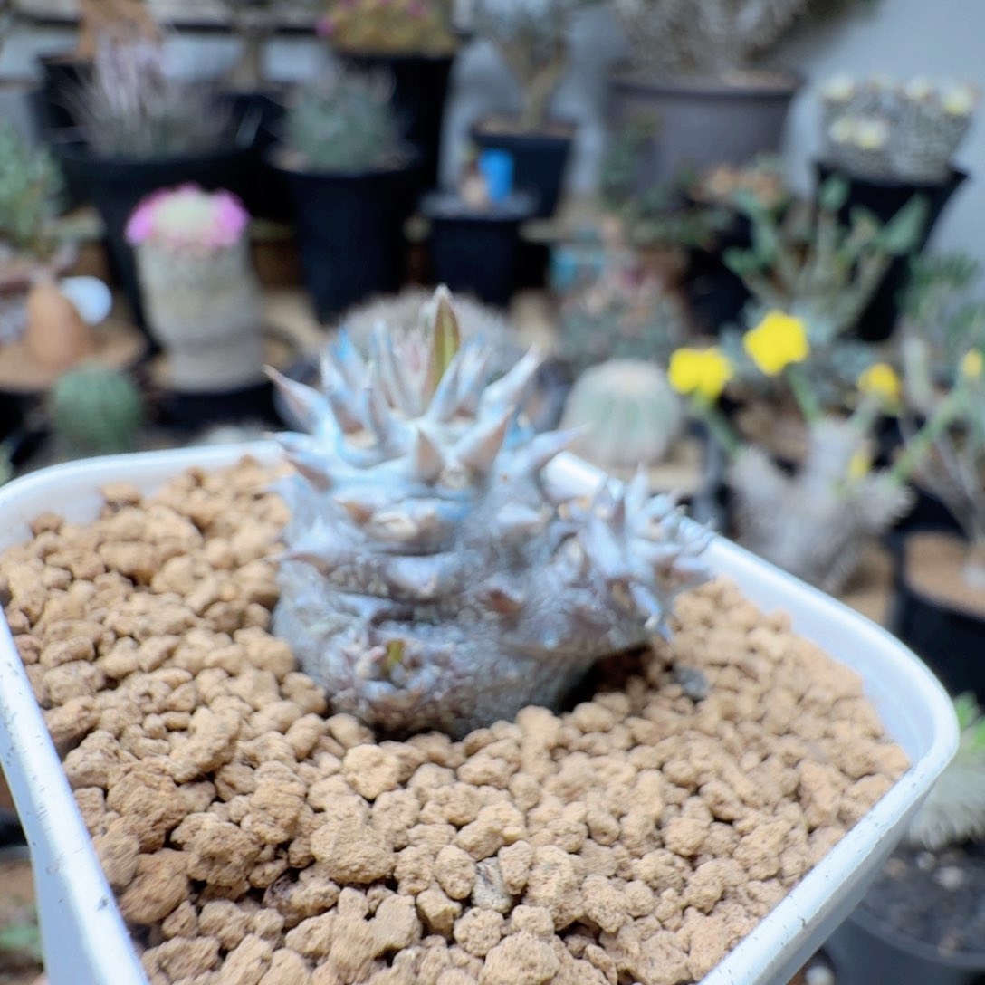 324惠比大黑带盆发货