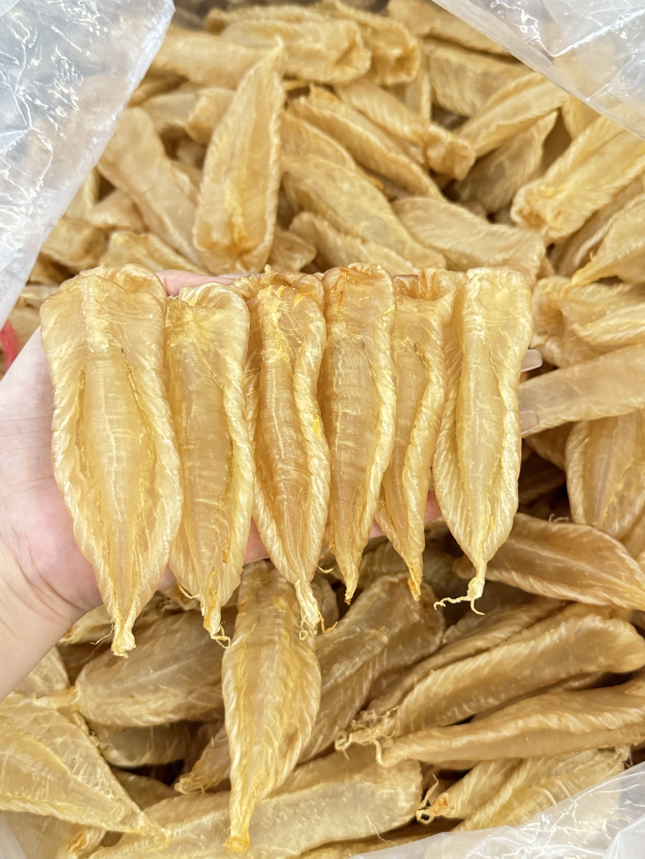 小太阳景云 本地白花胶 鱼胶花胶 600g