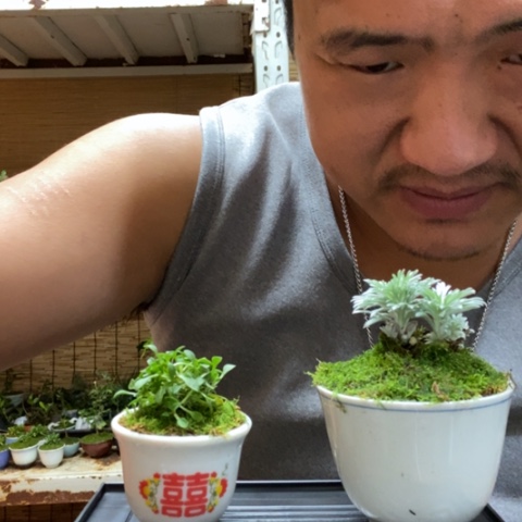 红陶一物一拍所见即所得163