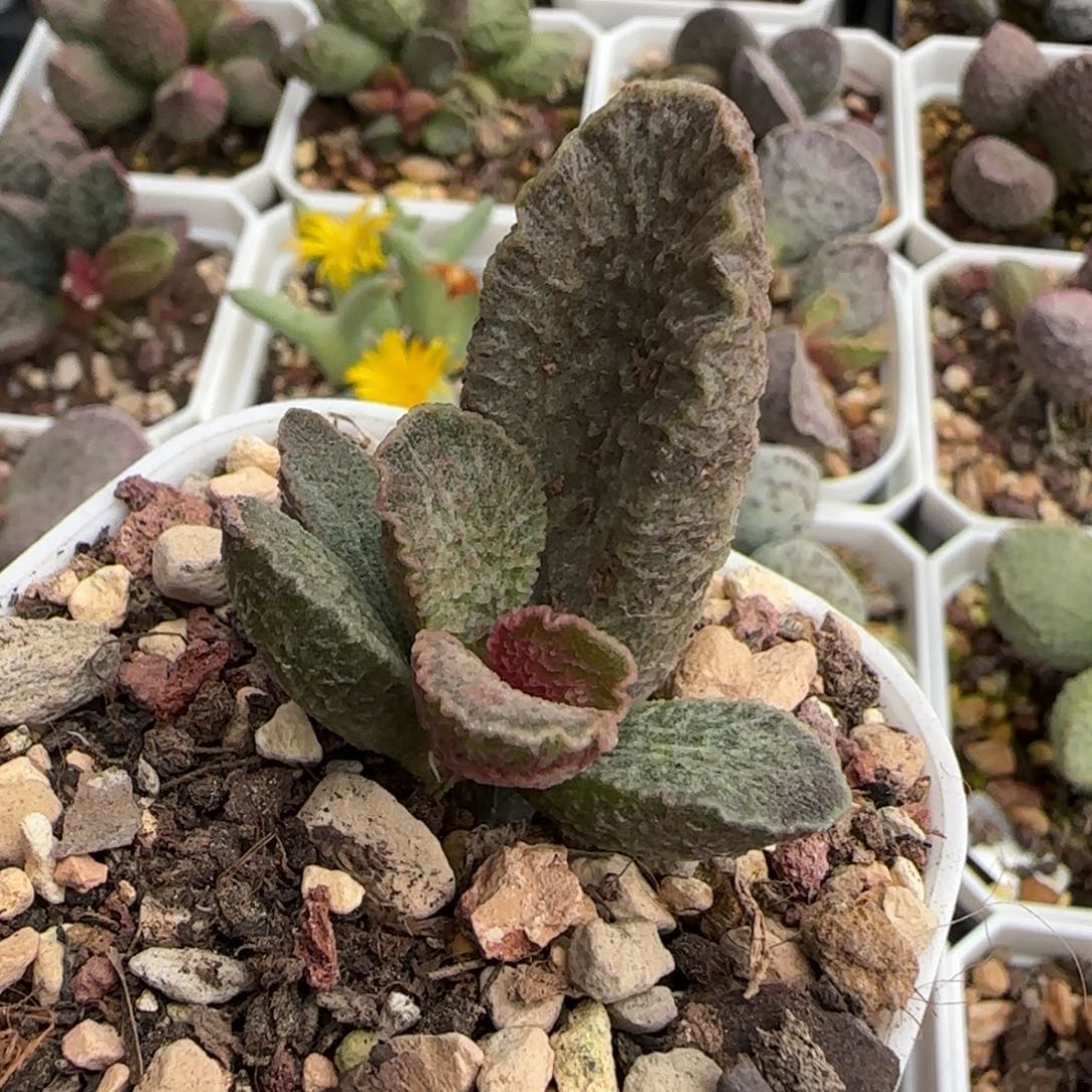 实生水泡多肉植物