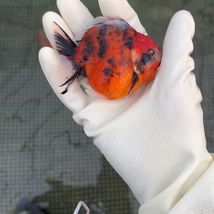 金鱼金鱼5558558885588