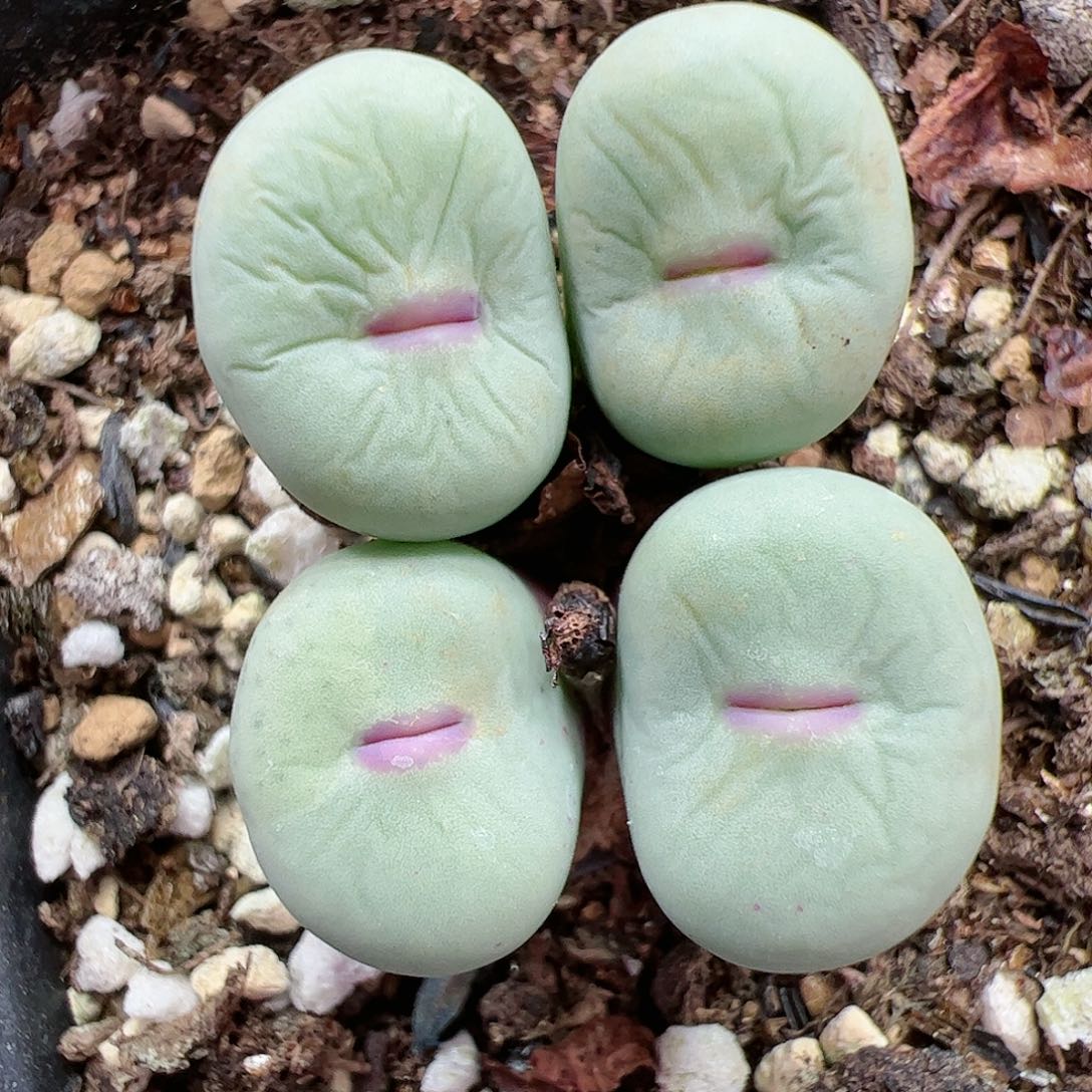 【闪购商品】108 大型红嘴