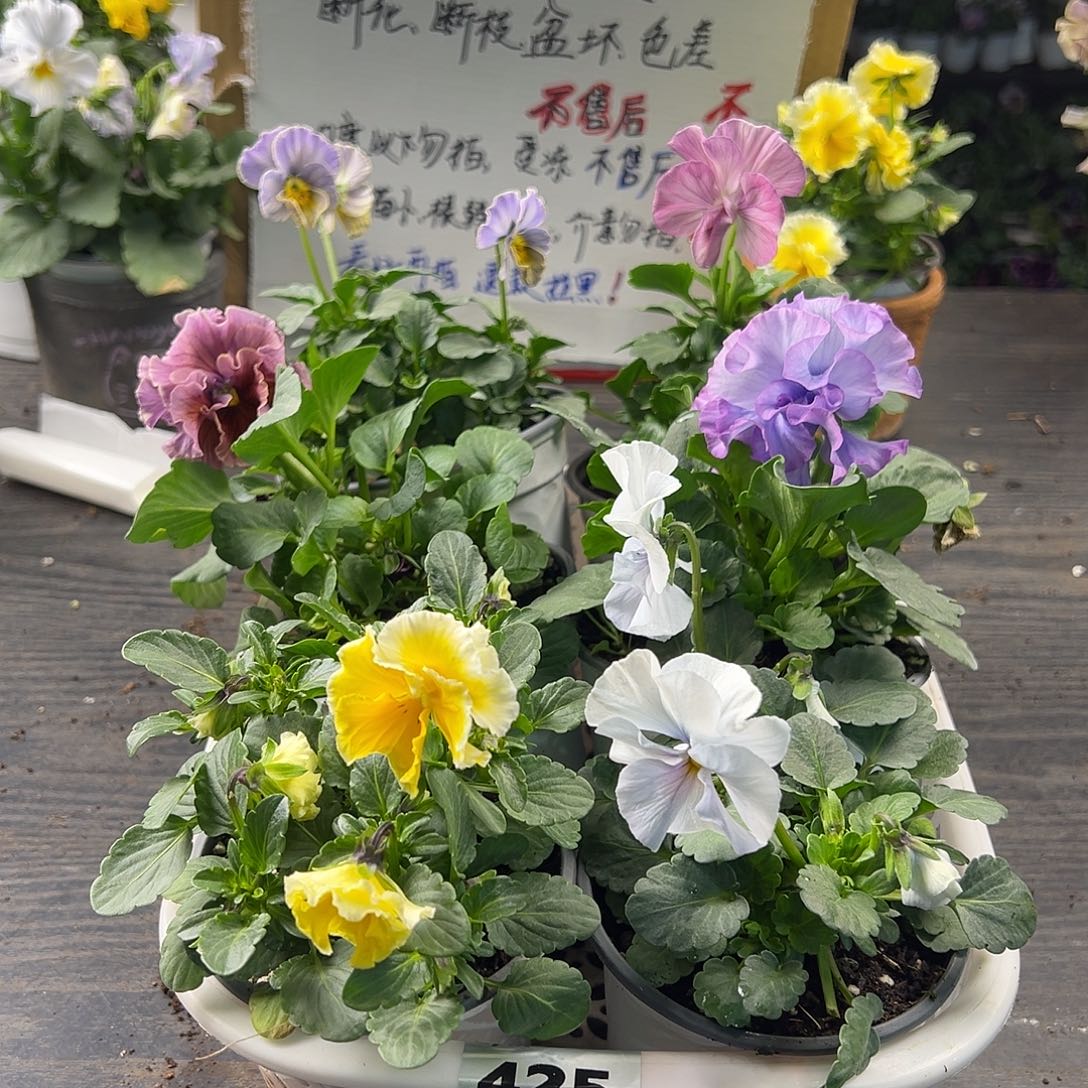 大部分花苞少量开放425号