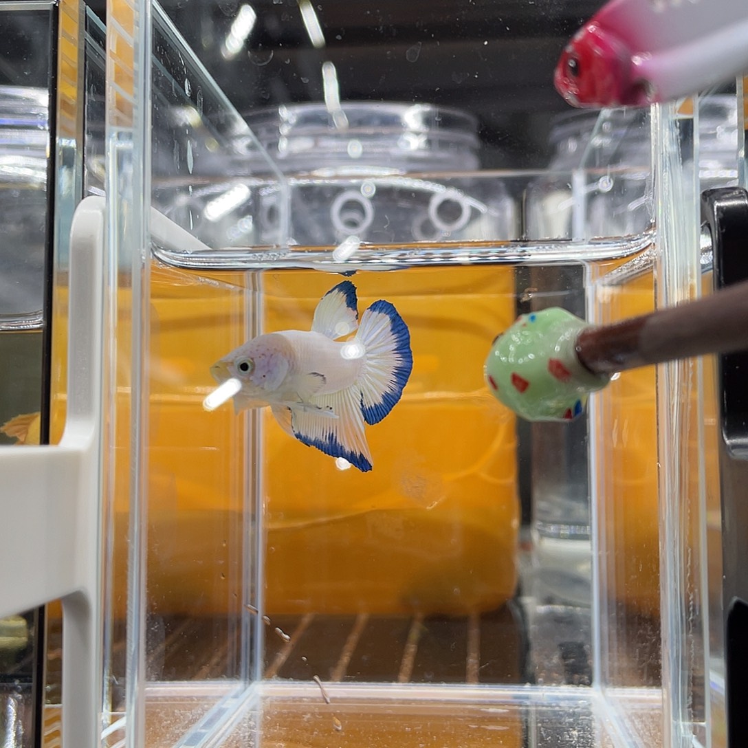 斗鱼11.28 青花瓷将军公 01号