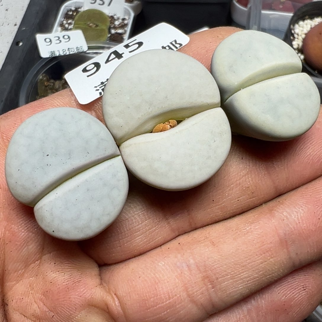 【闪购商品】 945。     