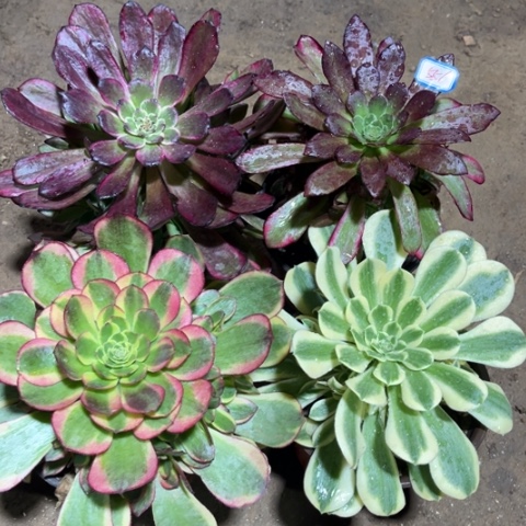 556多肉植物组合