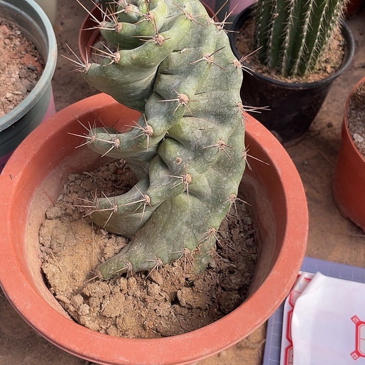 无花朵20左右高效龙卷风开大花