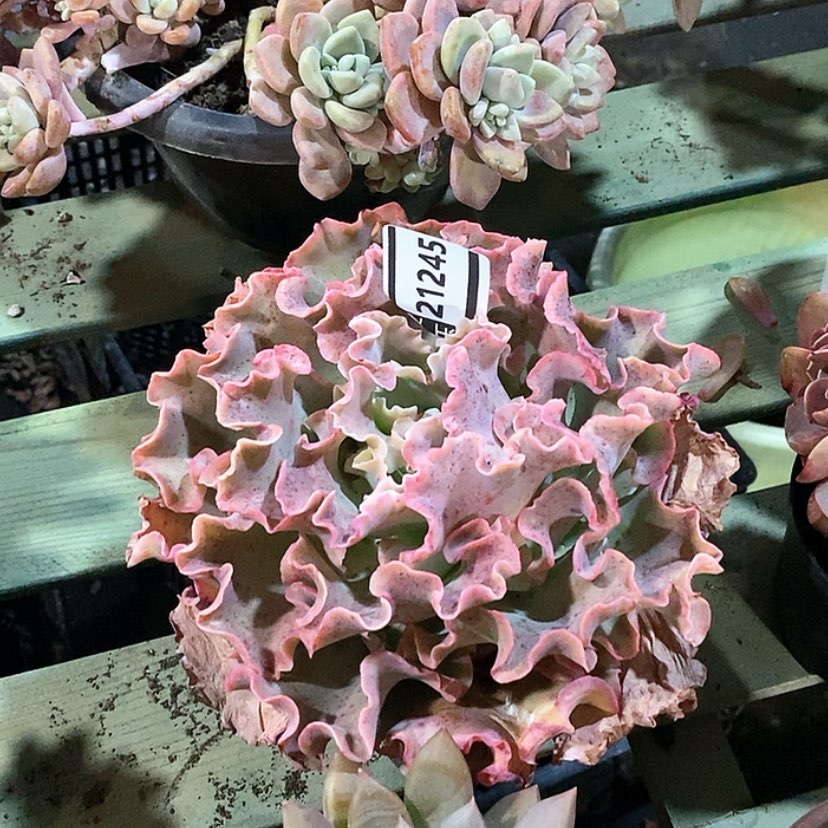 【闪购商品】高砂21245