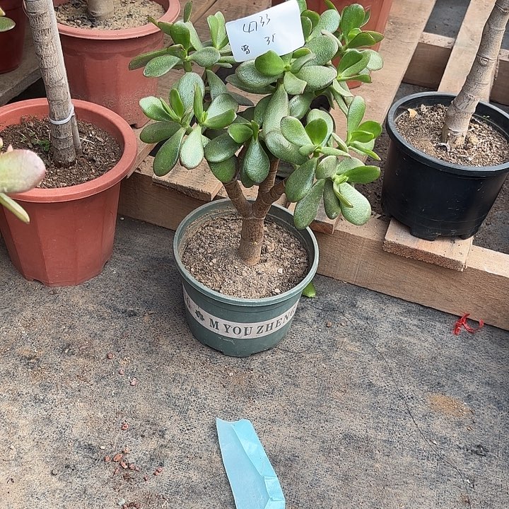 靜***雪当前无花栽培后可以开花韩国紫叶35