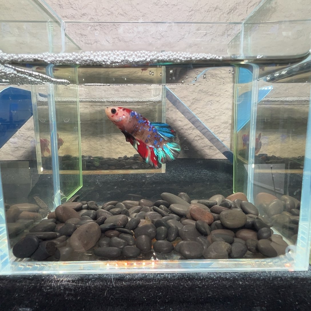 斗鱼阿浩泰斗10日13