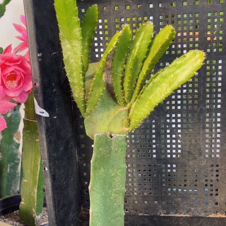 当前无花栽培后可以开花652