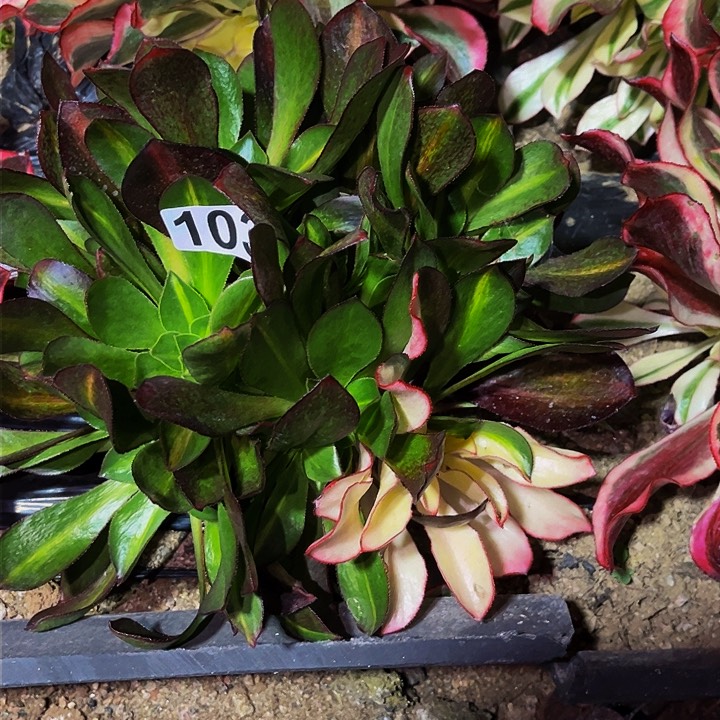 103魅影七彩多肉植物处理不售后