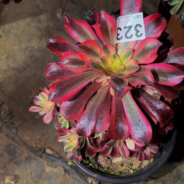 323美杜莎多肉植物