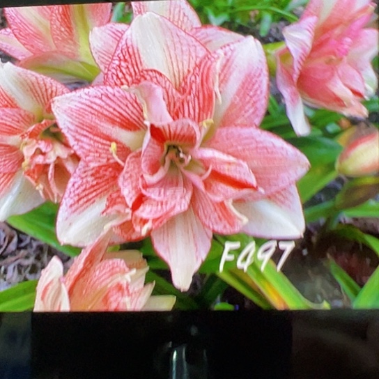 朱顶红F497巨大球8cm左右