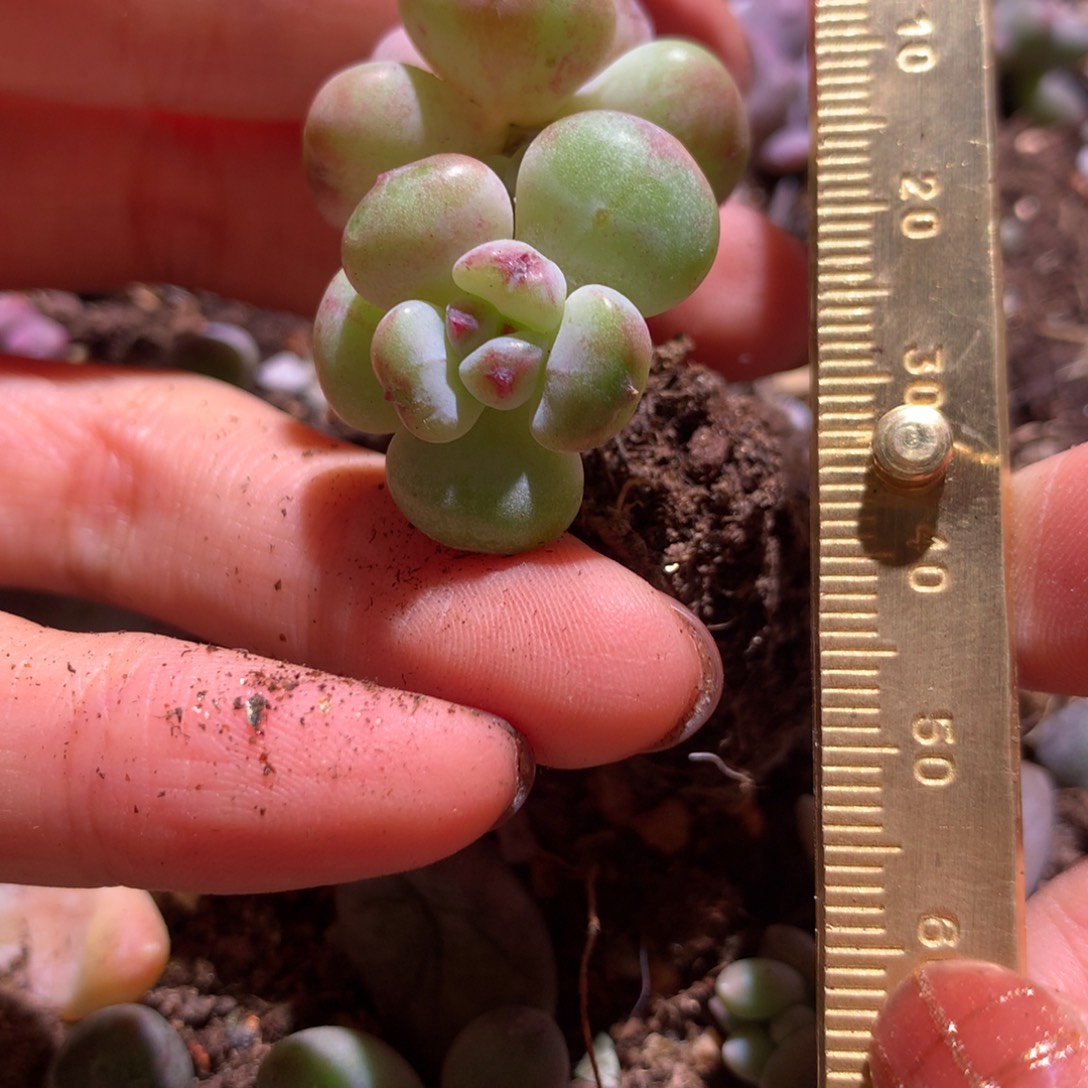 冰糖 不满28发到付，发一片叶，~