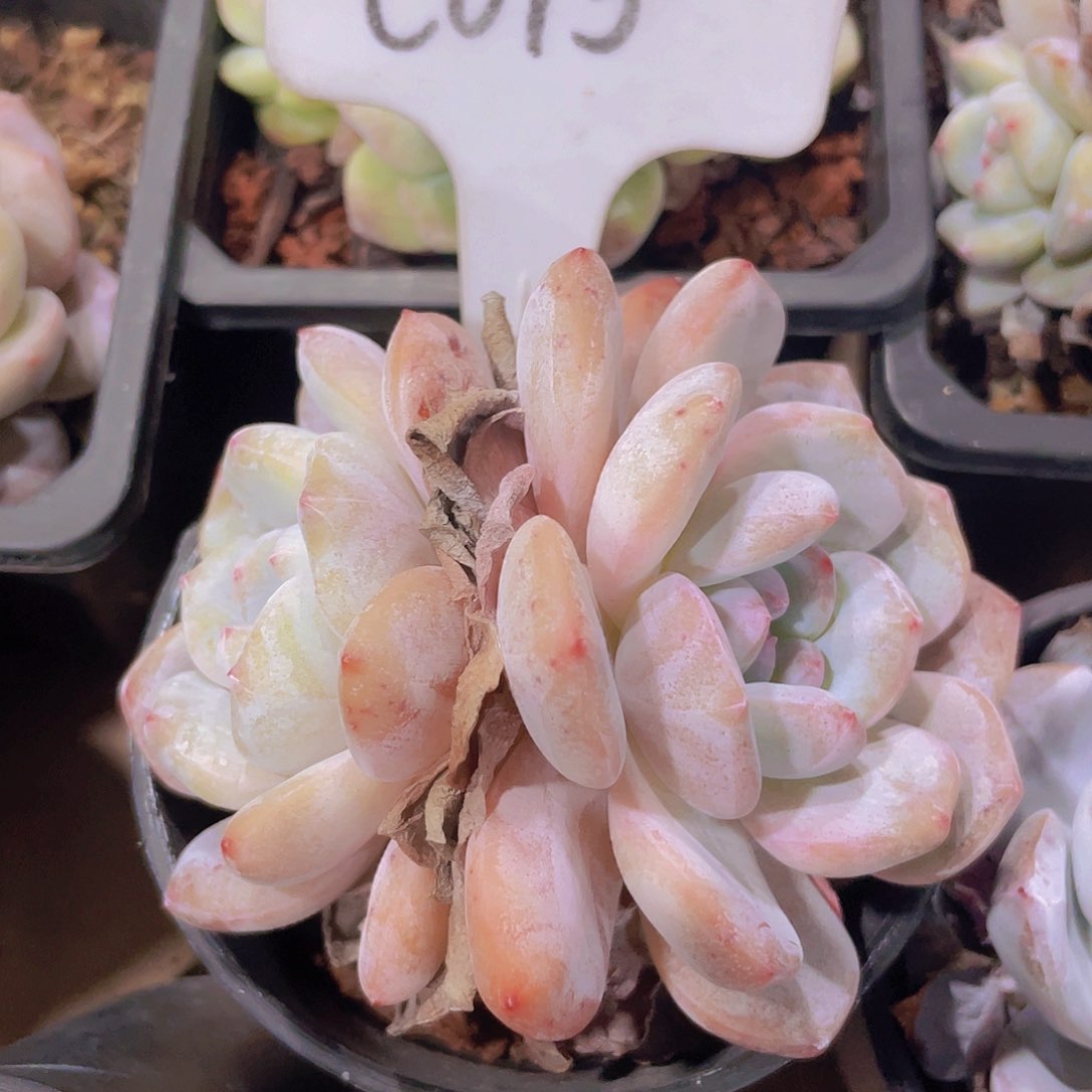 橙子e073一物一拍