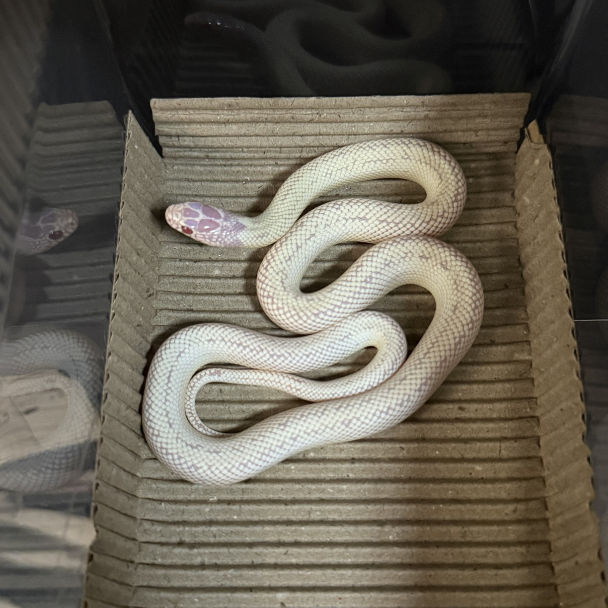 宠物王蛇白高白公