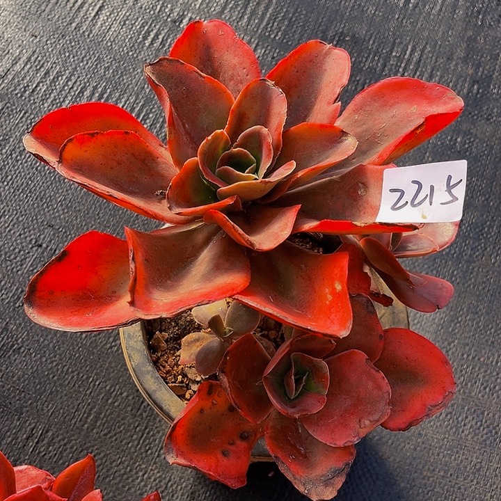 用****5红酒玫瑰2215