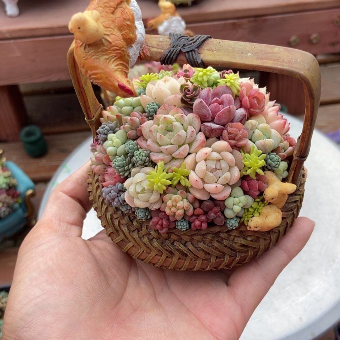 小鸡篮成品发货带植物