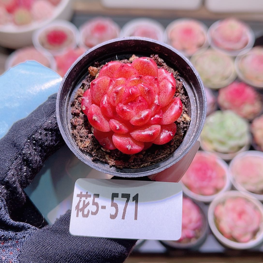 花利美5-571灵翠