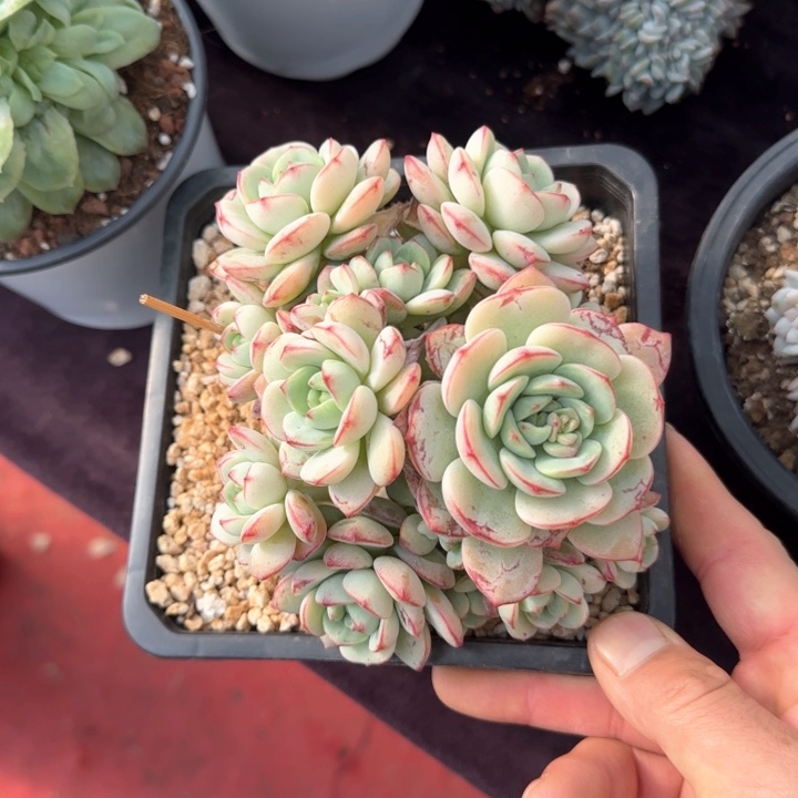 13厘米的尺寸一物一拍的