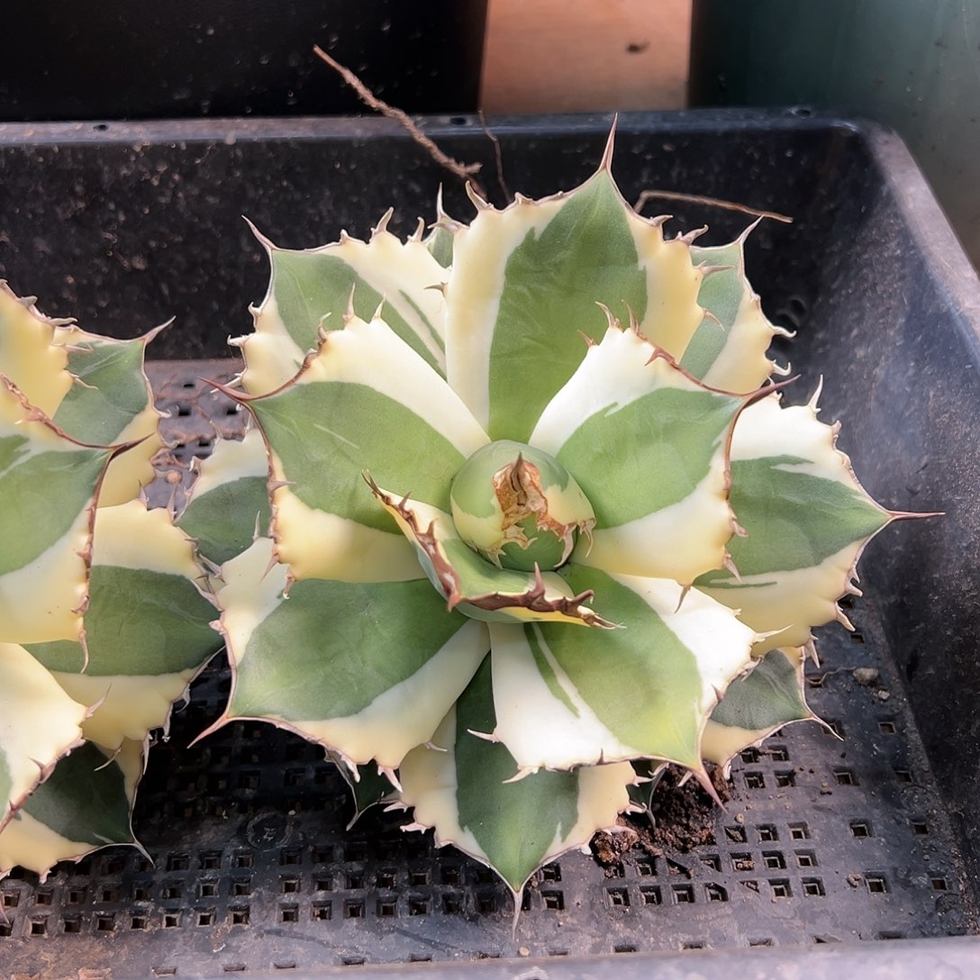 无花朵多肉植物龅牙龙舌兰