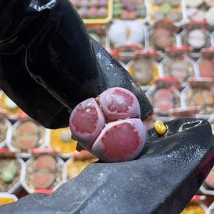 林***琦生石花111111。   91