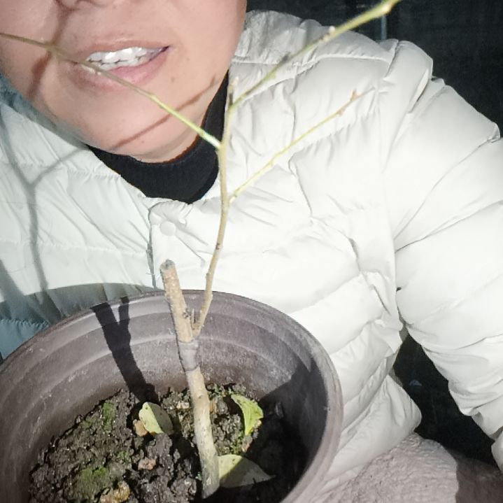 服***器无花朵123545545555