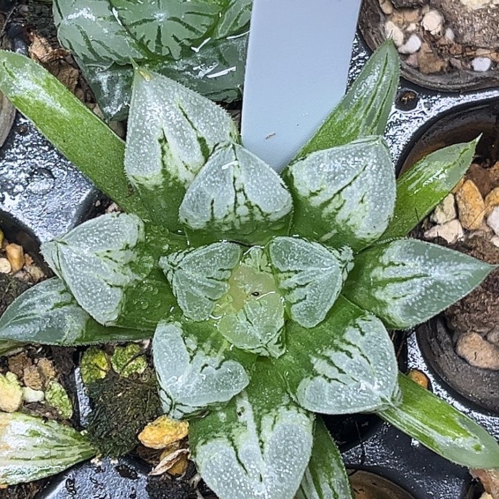 366爱心寿锦脱土发货