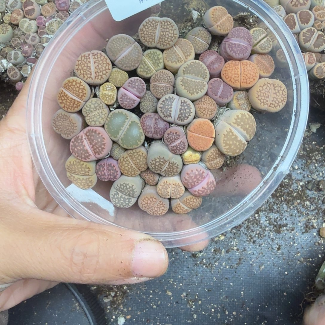 是因为他们没有勇气离开他510好