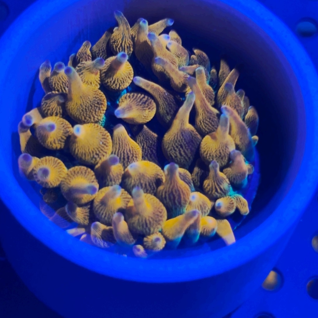 N***l纽扣珊瑚宿务红奶