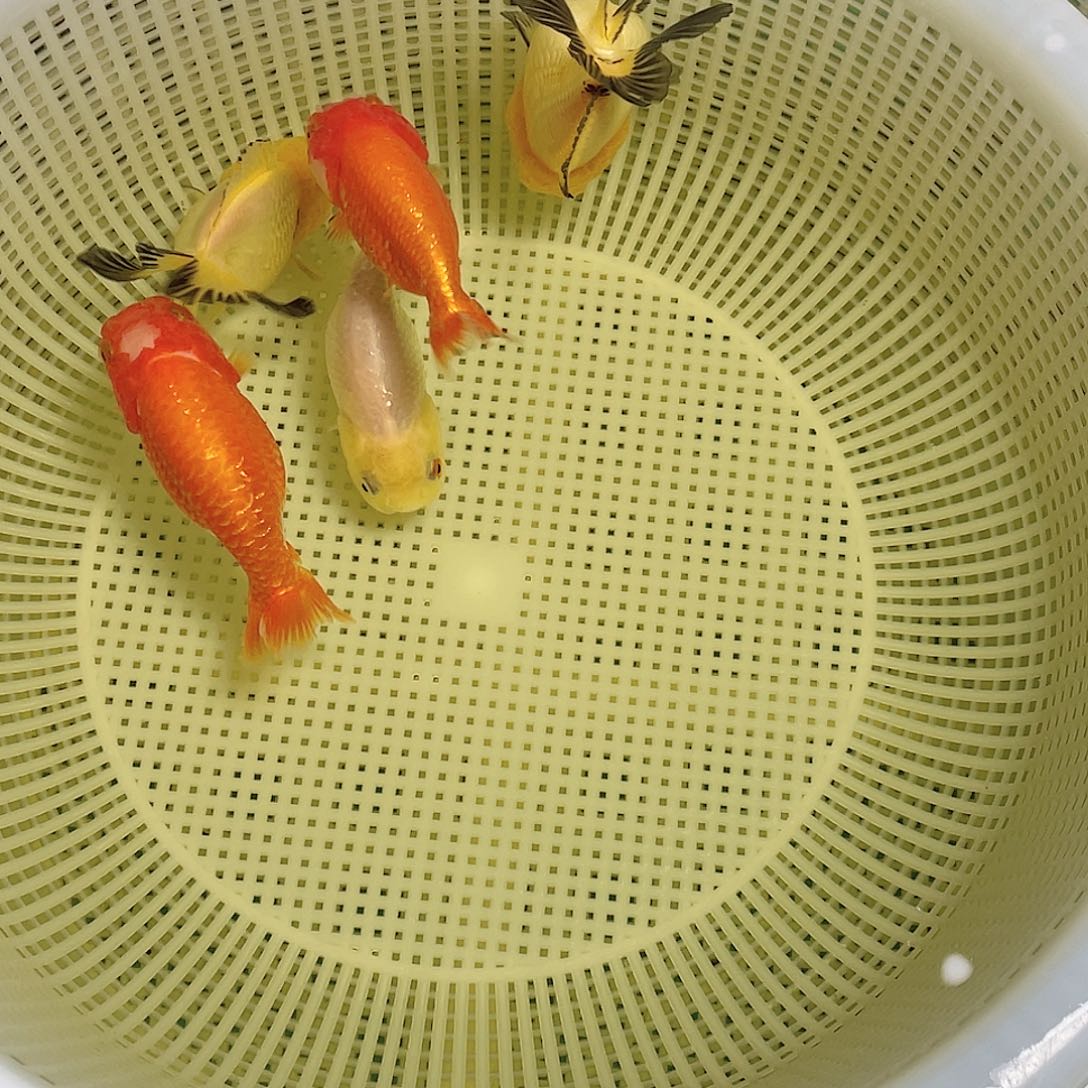 金鱼熊猫可挑可选