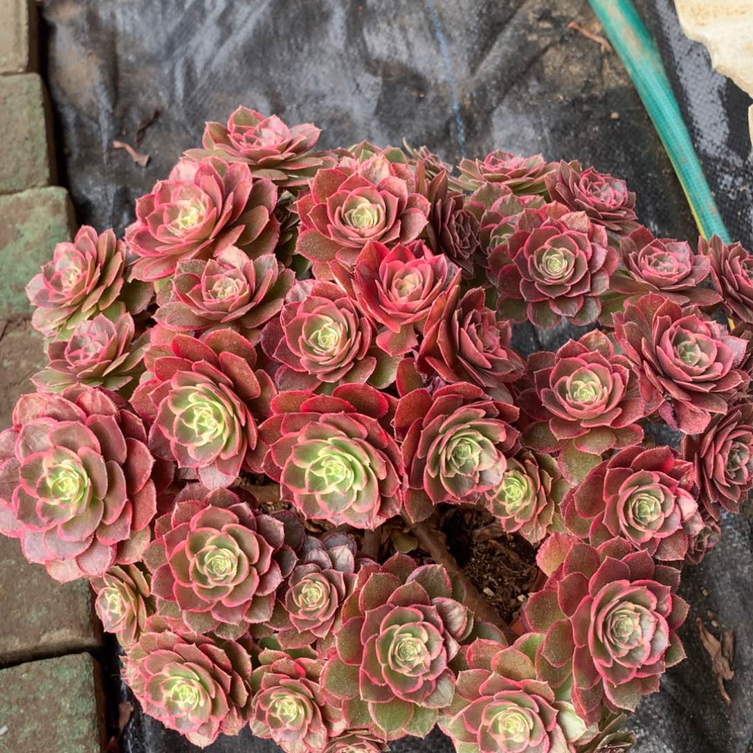 厚叶夜宴，多肉植物