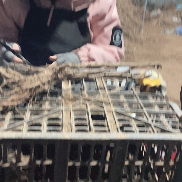 完全开放牡丹花开