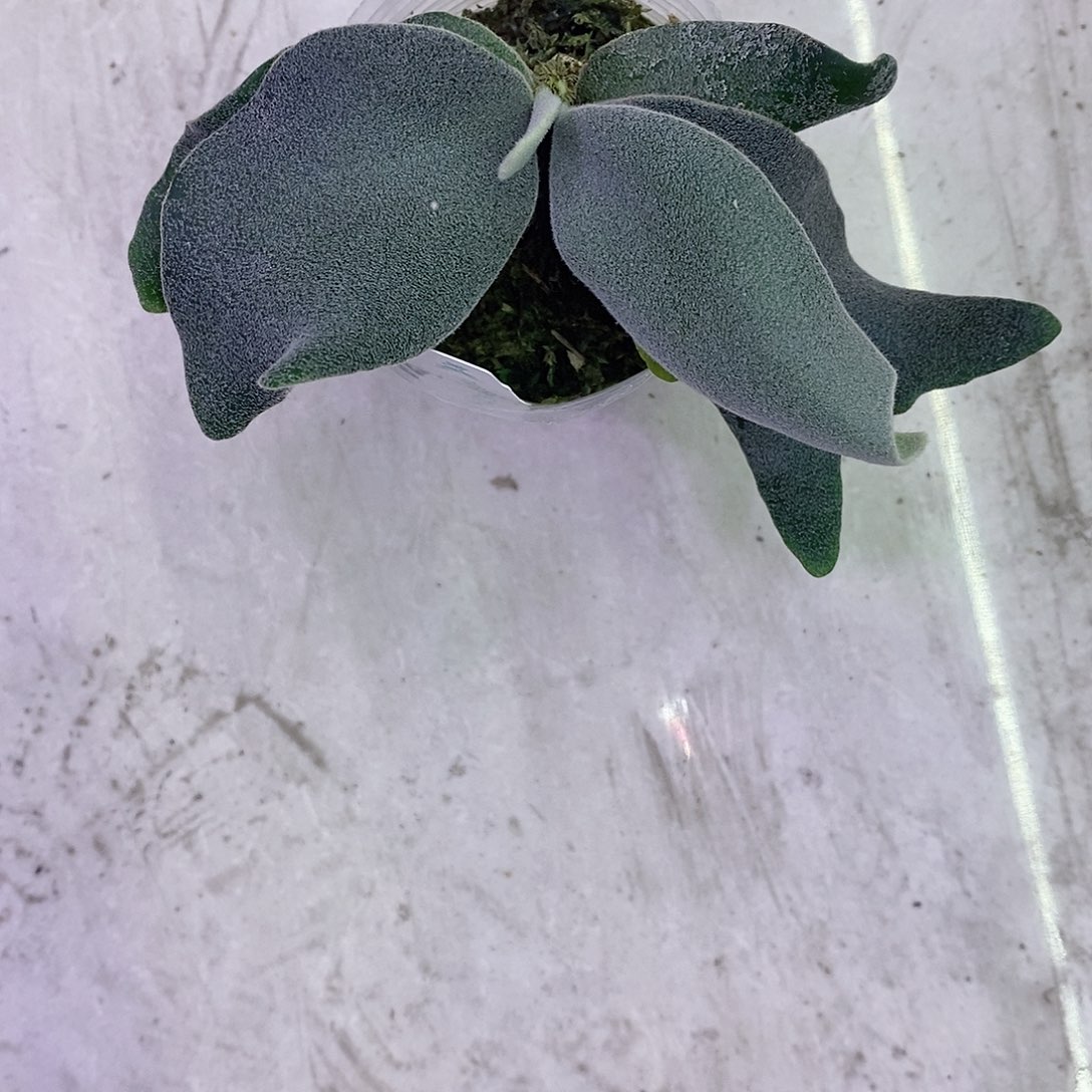 无花朵Zero 鹿角蕨