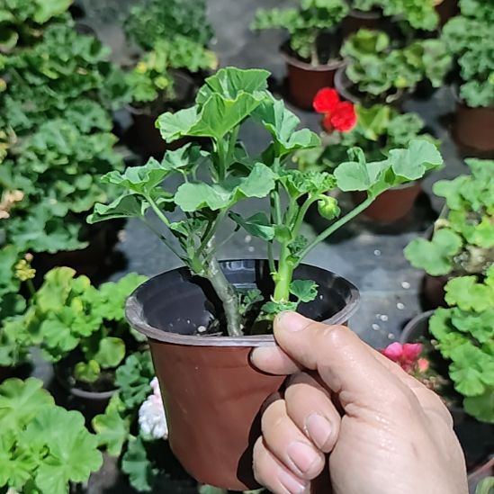 完全开放吉欧冬日