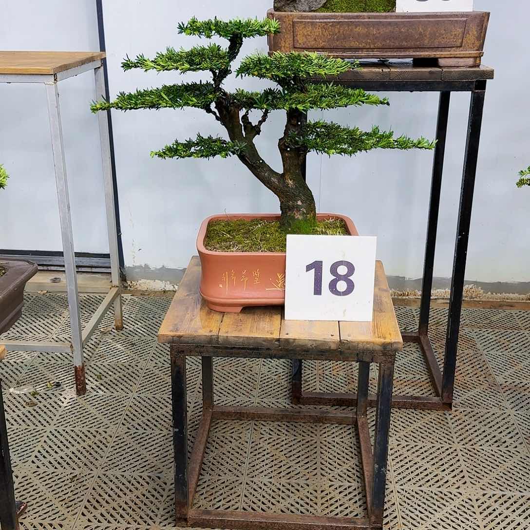 盆景米叶罗汉松盆景