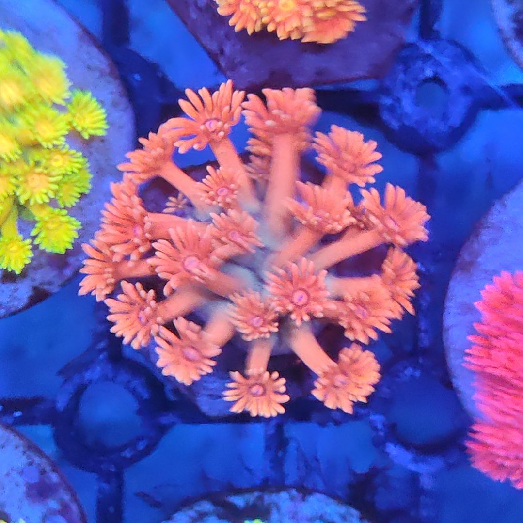 纽扣珊瑚奥奥。。。。。