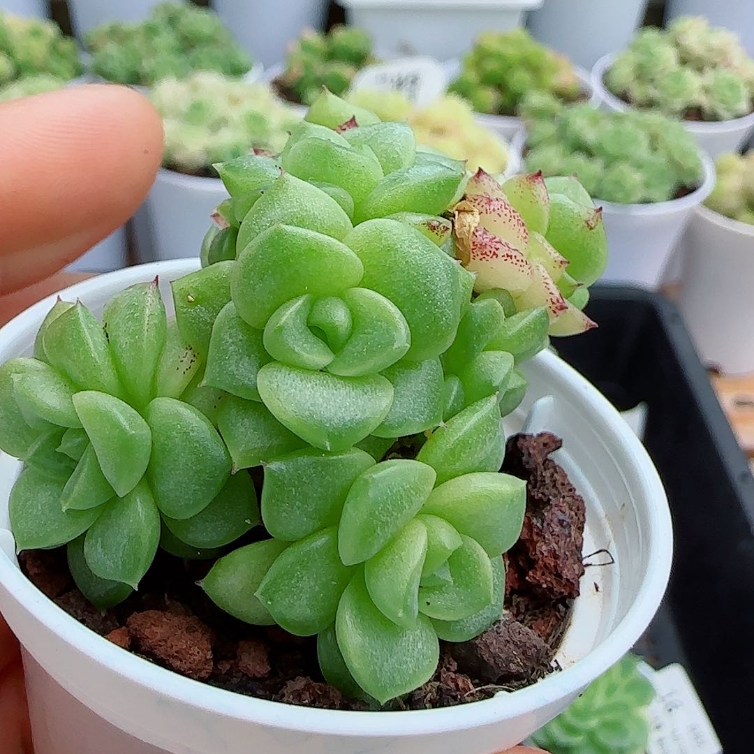 【闪购商品】0610-19优选麦杆