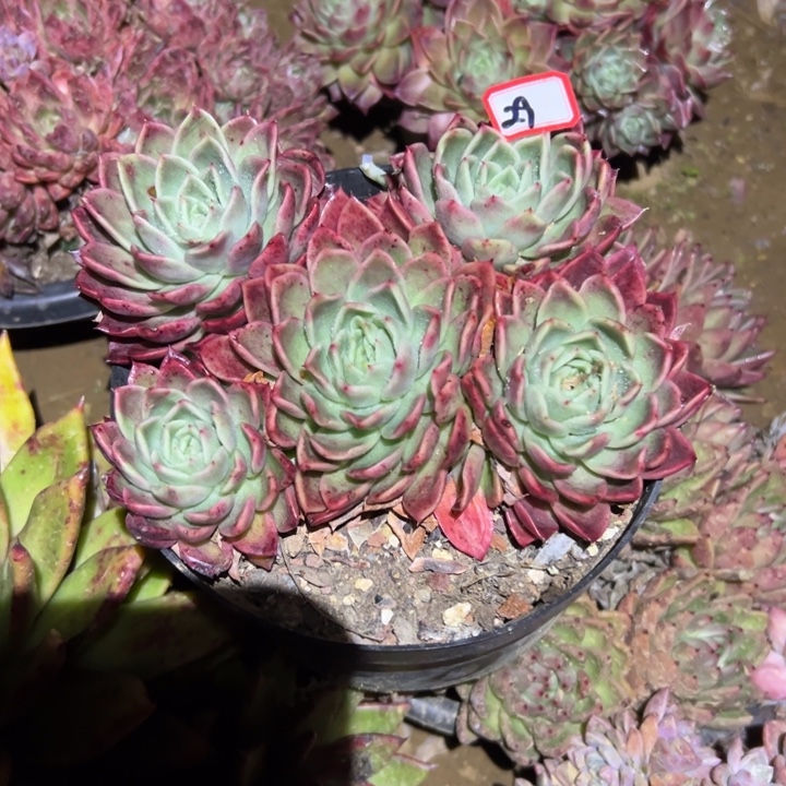 精品多肉植物老桩杂交