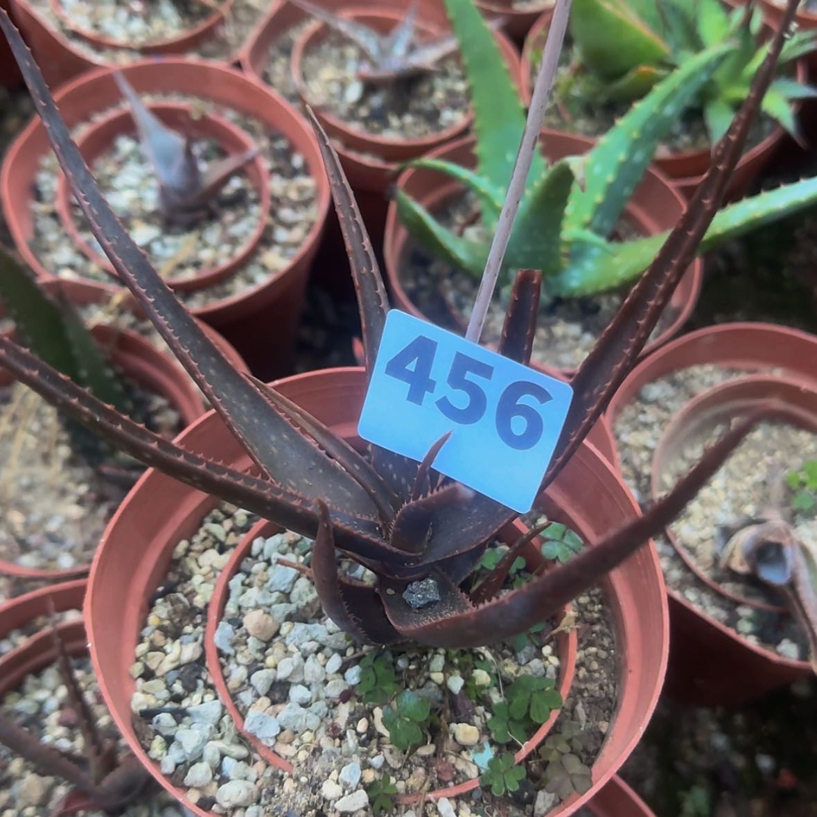 【闪购商品】马*块根植物
